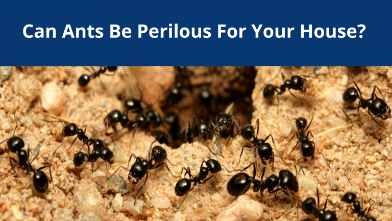 Can Ants Be Perilous For Your House?