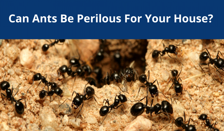 <strong></noscript>Can Ants Be Perilous For Your House?</strong>