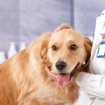 Bachelor Of Veterinary Science: Overview, Program Guide and Career Possibilities