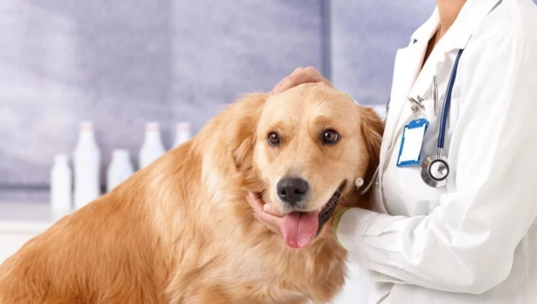 Bachelor Of Veterinary Science: Overview, Program Guide and Career Possibilities