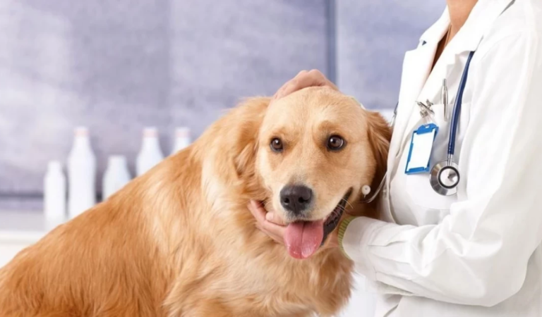 Bachelor Of Veterinary Science: Overview, Program Guide and Career Possibilities